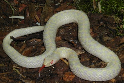 Thamnophis marcianus - albino