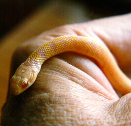 Thamnophis marcianus - albino