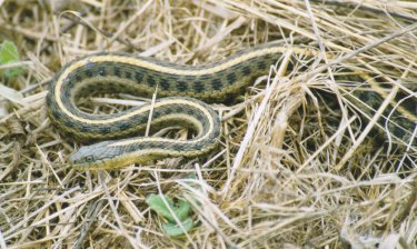 Thamnophis atratus