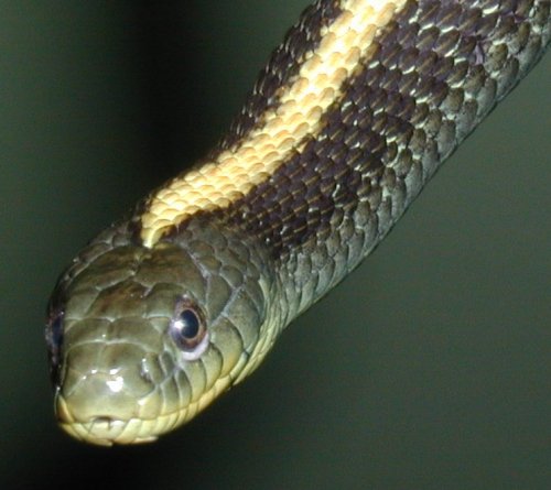 Thamnophis atratus - one-striped morph