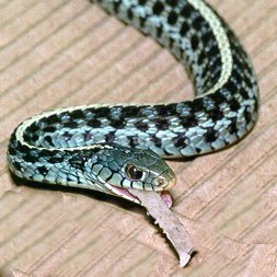 Thamnophis sirtalis