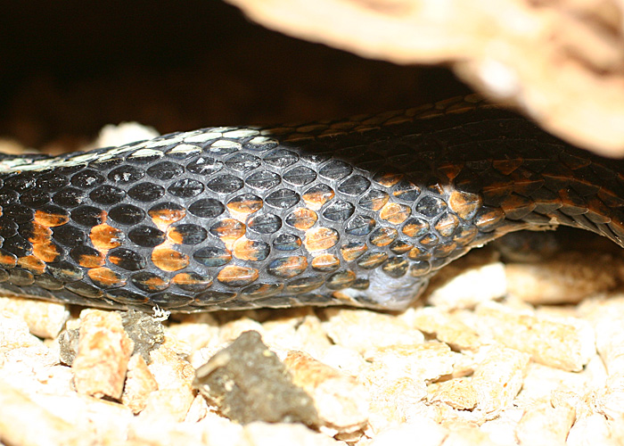 Thamnophis sirtalis concinnus - juvenile