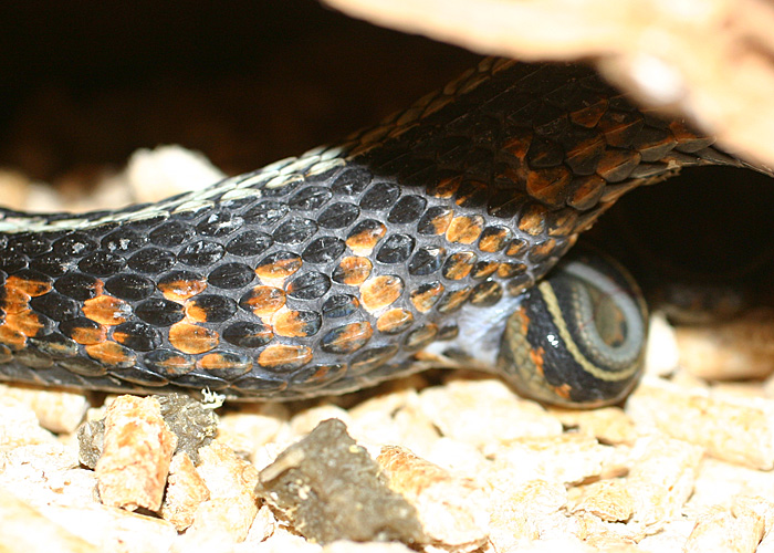 Thamnophis sirtalis concinnus - juvenile