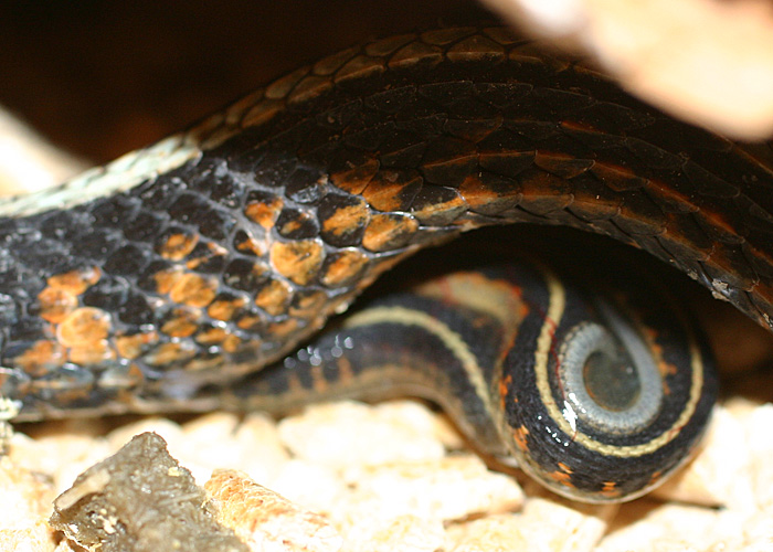 Thamnophis sirtalis concinnus - juvenile