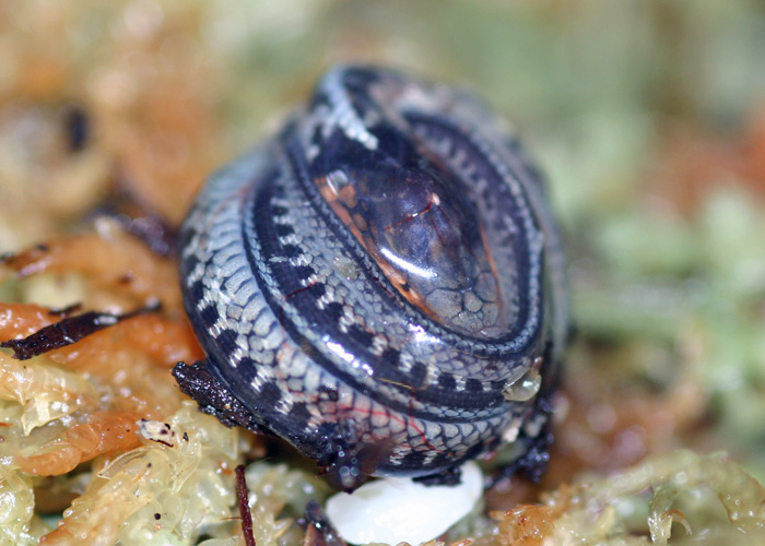 Thamnophis sirtalis concinnus - juvenile
