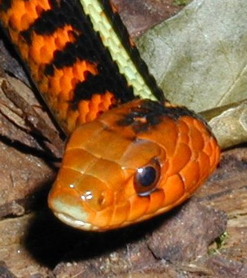 Thamnophis sirtalis concinnus