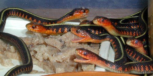 Thamnophis sirtalis concinnus