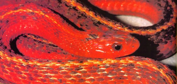 Crimson garter snake