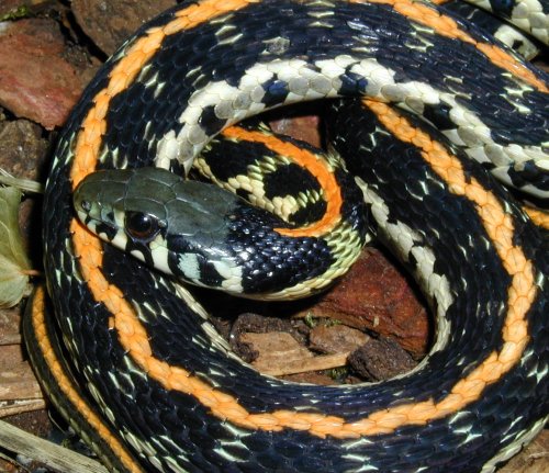 Thamnophis cyrtopsis ocellatus female