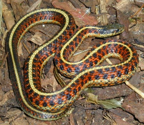 Thamnophis elegans terrestris - red morph