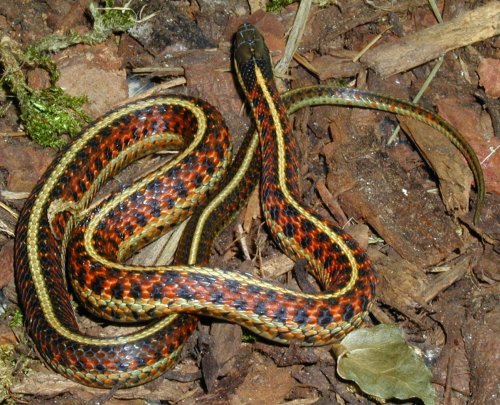 Thamnophis elegans terrestris
