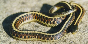 Thamnophis elegans terrestris