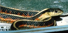 Thamnophis elegans terrestris