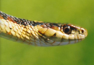 Thamnophis elegans terrestris