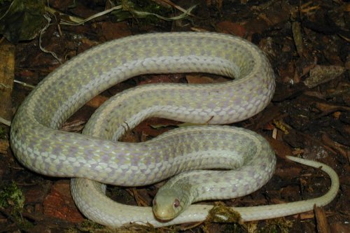 Albino Thamnophis sirtalis