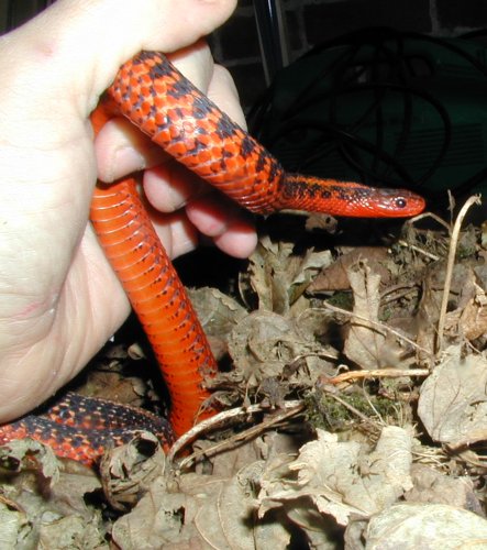 Flame garter snake