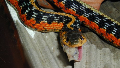 Flame garter snake