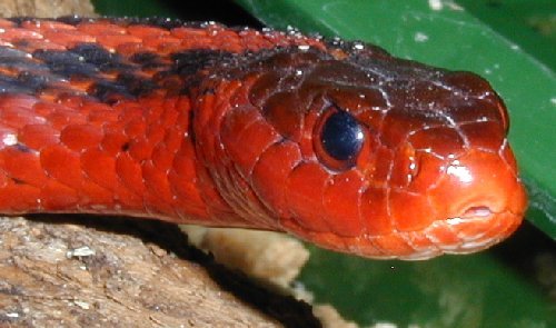 Flame garter snake
