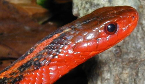 flame garter snake