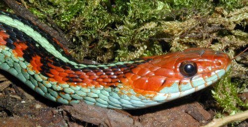 Thamnophis sirtalis infernalis