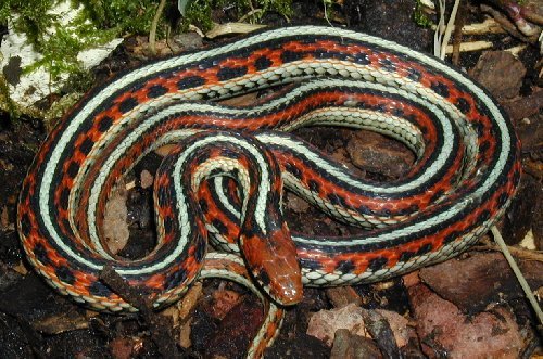 Thamnophis sirtalis infernalis