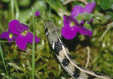 Thamnophis marcianus