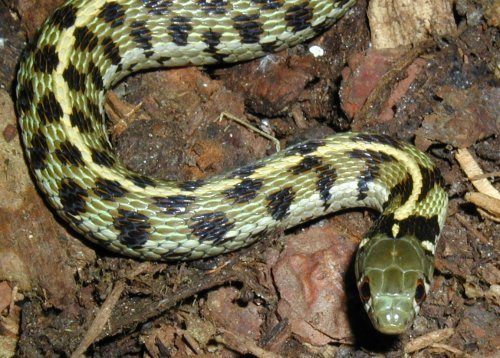 Thamnophis marcianus