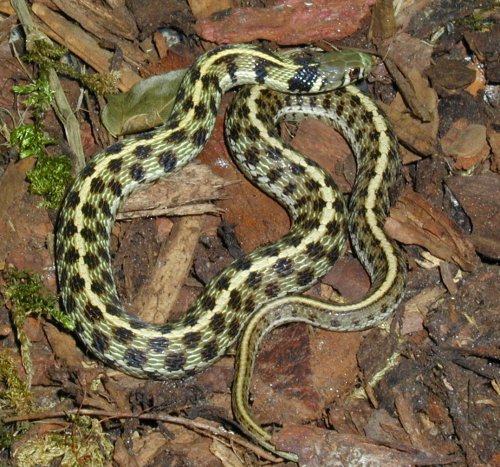 Thamnophis marcianus