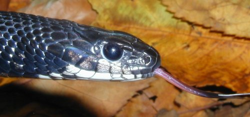 melanistic eastern garter snake