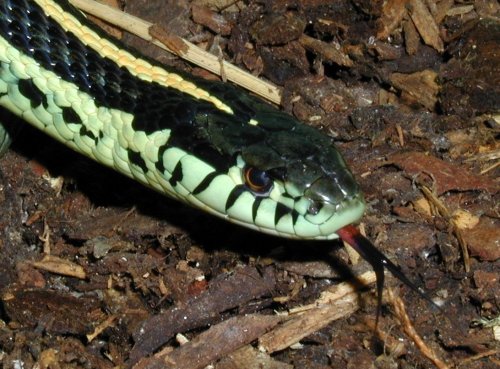 Thamnophis radix