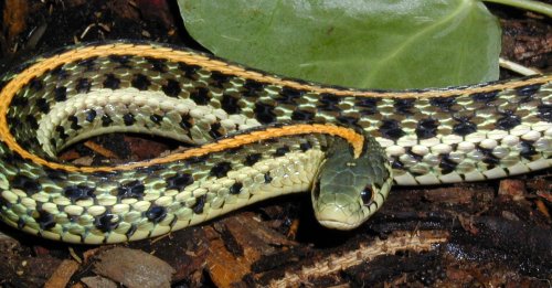 Thamnophis radix