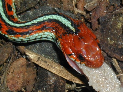 Thamnophis sirtalis tetrataenia
