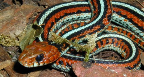 Thamnophis sirtalis tetrataenia