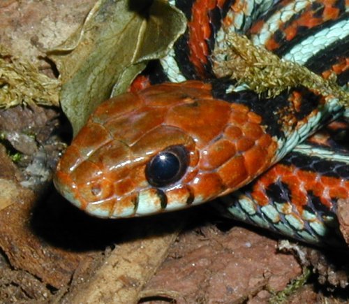 Thamnophis sirtalis tetrataenia