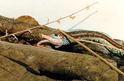 Thamnophis sirtalis tetrataenia