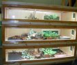 garter snake vivarium