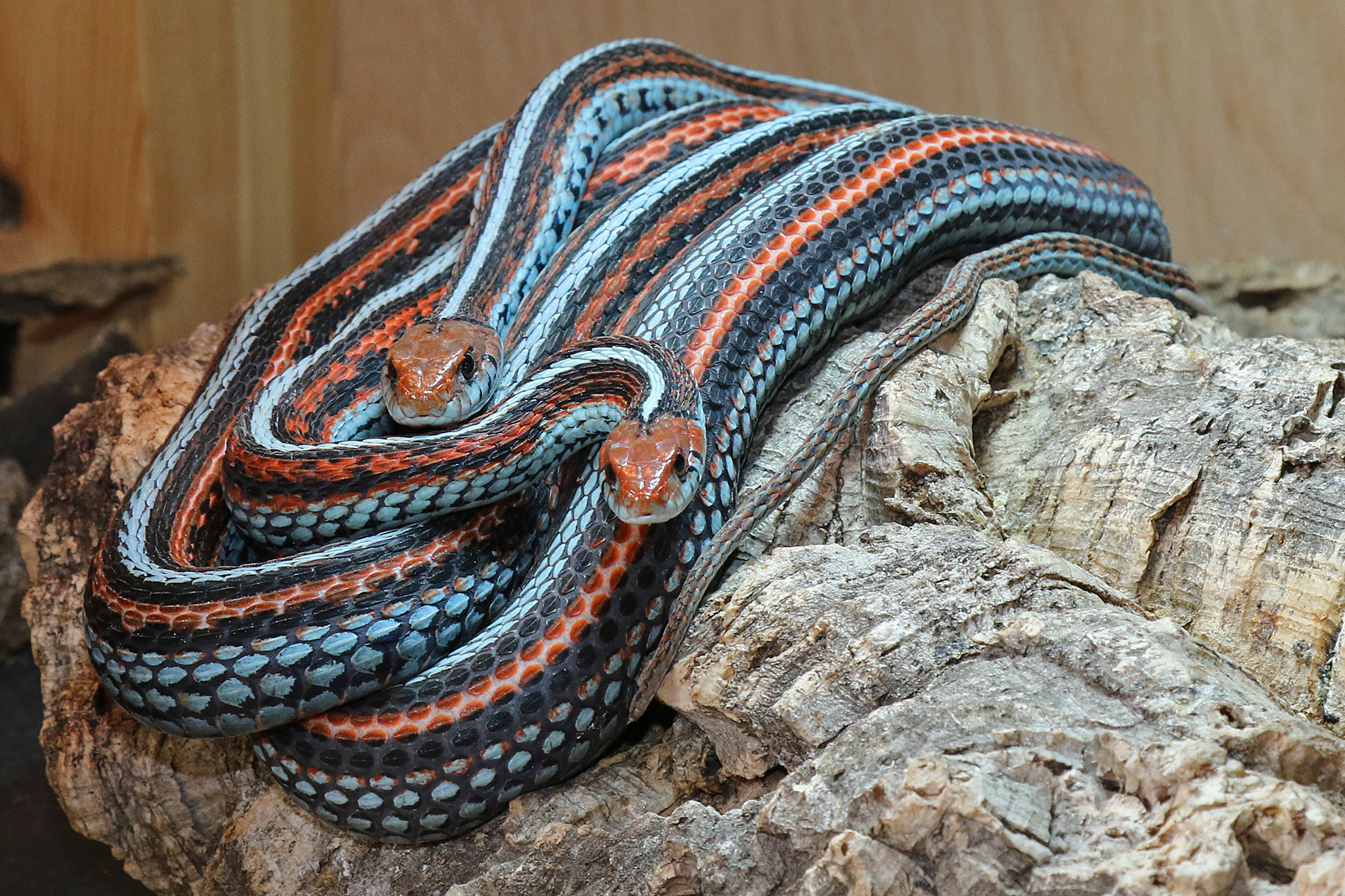 San Francisco Garter Snake – Alan Francis Garter Snakes – updated 2023