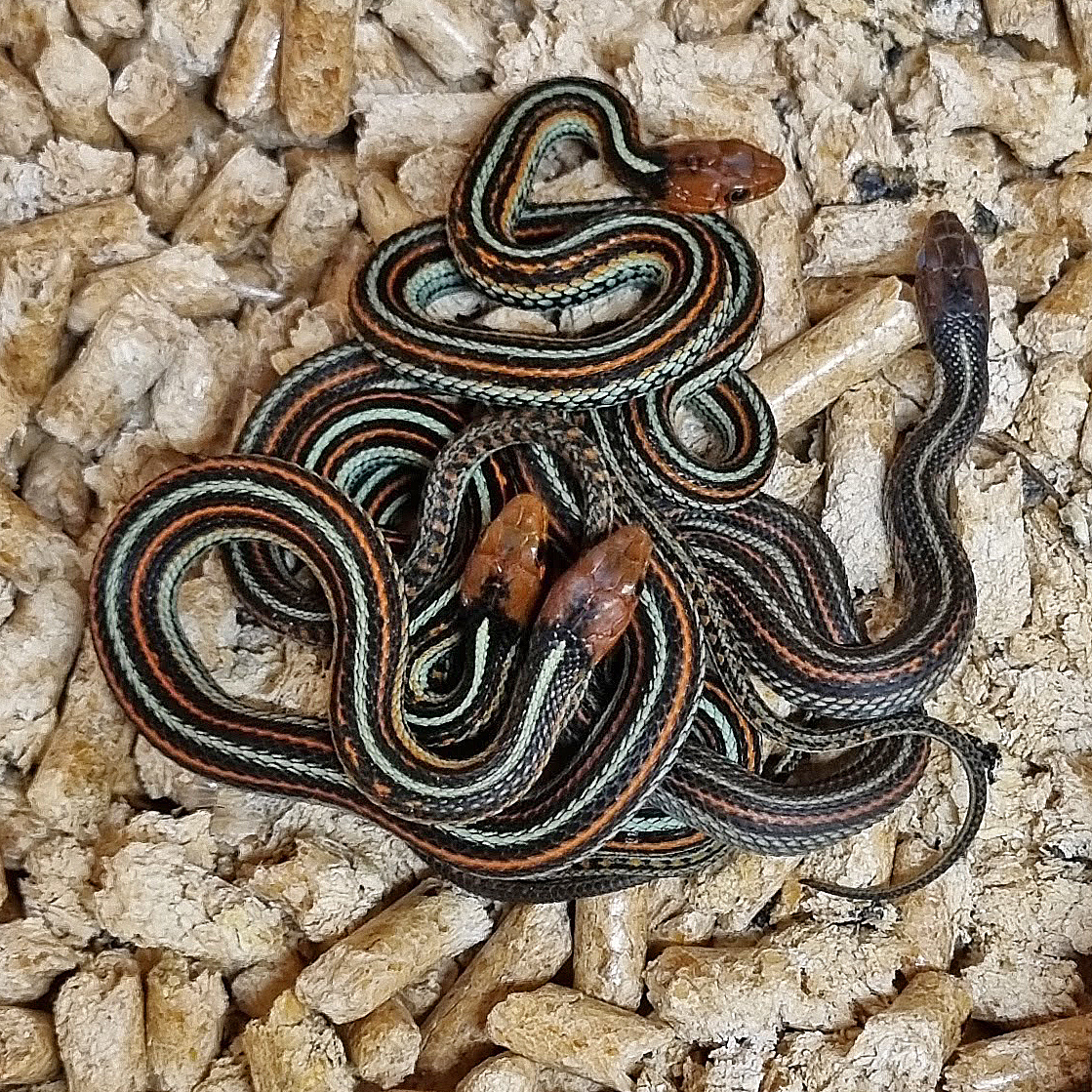 San Francisco Garter Snake – Alan Francis Garter Snakes – updated 2023