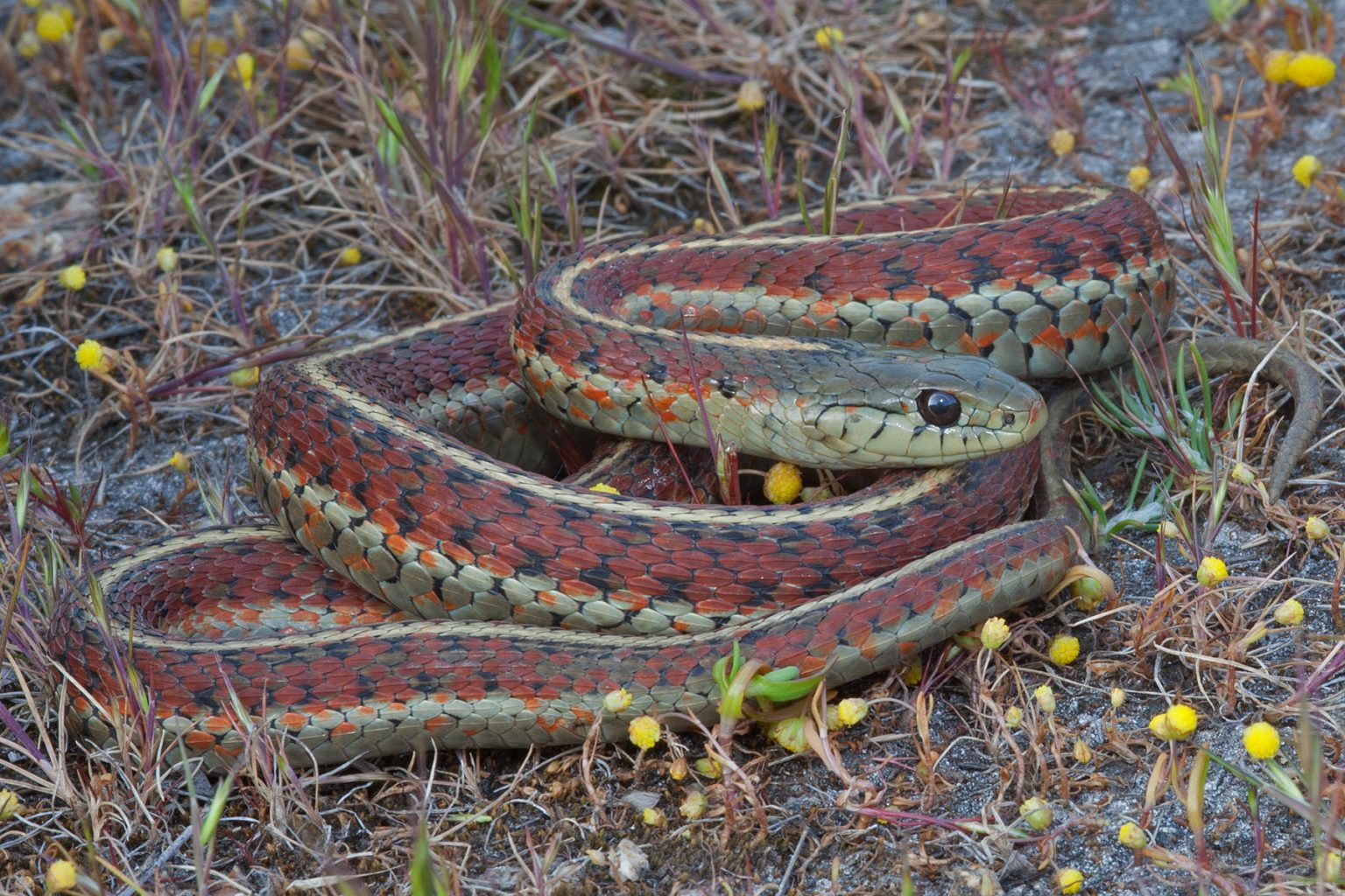 About Garter Snakes - Alan Francis Garter Snakes - updated 2023
