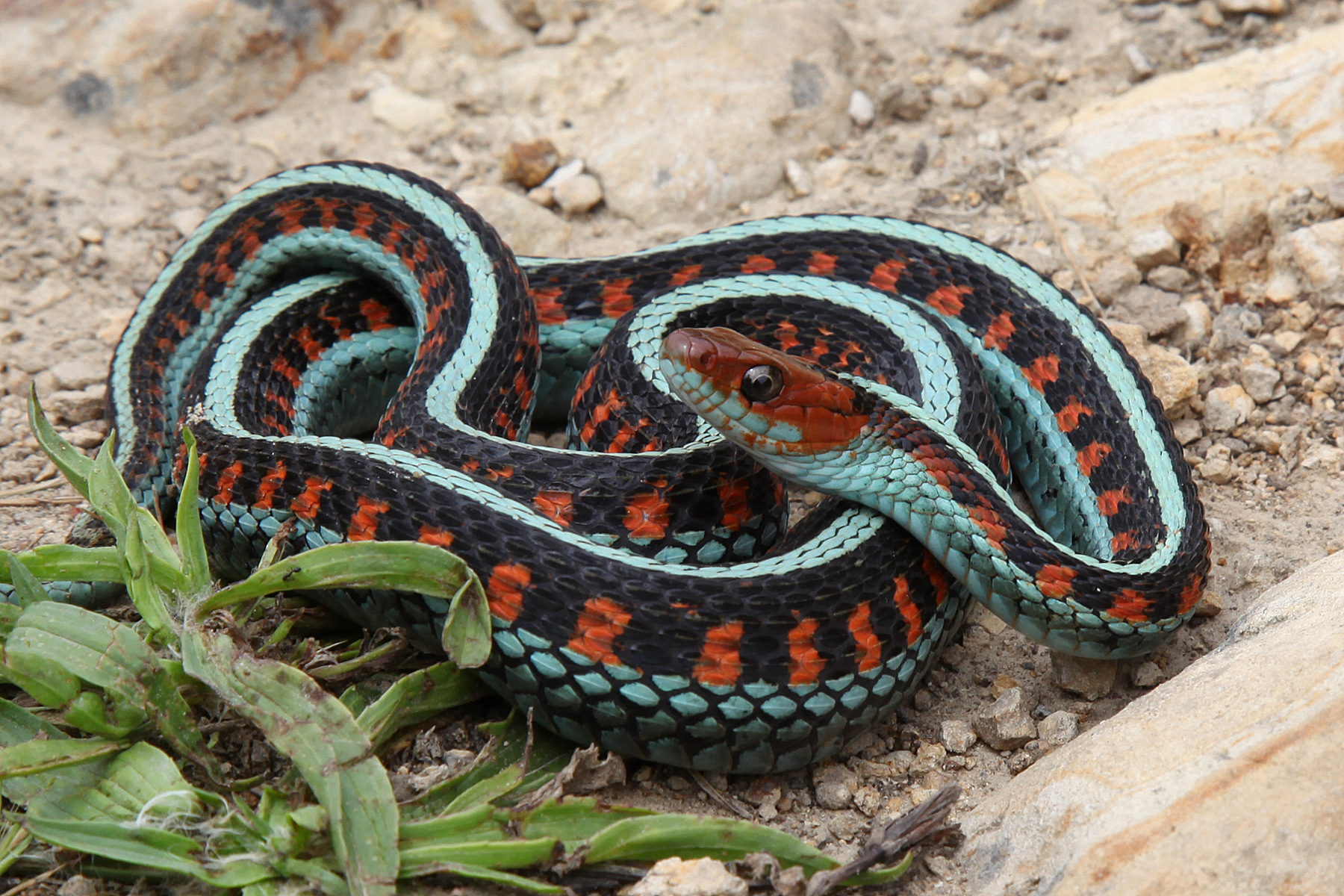 California RedSided Garter Snake Alan Francis Garter Snakes